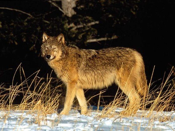 https://balians.mx/wp-content/uploads/2026/07/Timber-Wolf_2.jpg